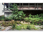 Palast der Republik, Volkskammerseite. Die Natur erobert dich das Terrain zurück. 13. Oktober 2007